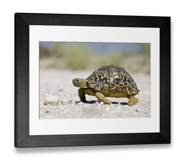 Framed Print : Tortoise or Land Turtle (Testudinidae) Framed Print : Tortoise or Land Turtle (Testudinidae)