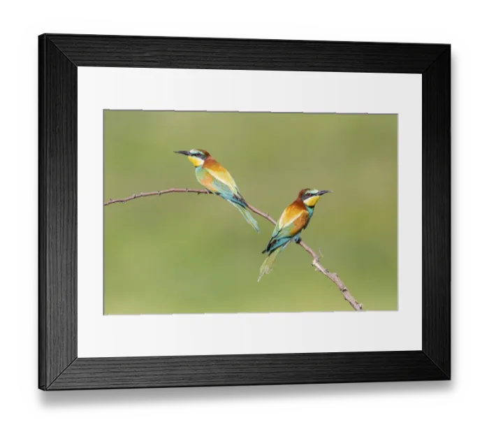 Framed Print : European bee-eater (Merops apiaster)