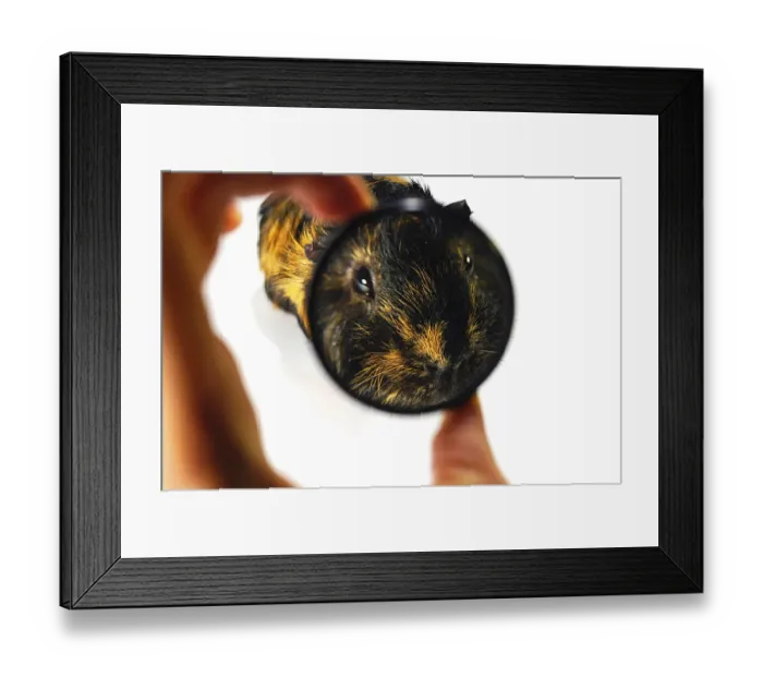 Framed Print : A Guinea Pig Head enlarged