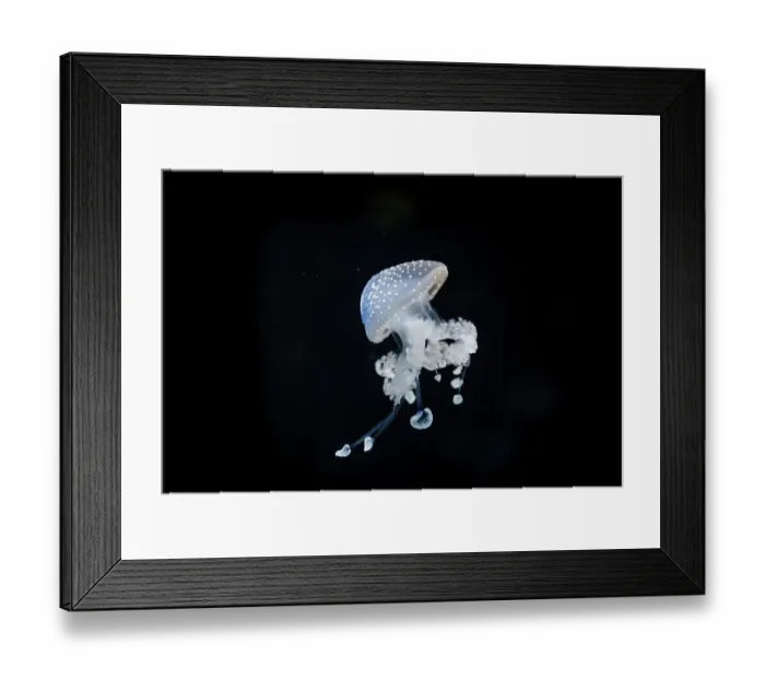 Framed Print : White-spotted Jellyfish (Phyllorhiza punctata)