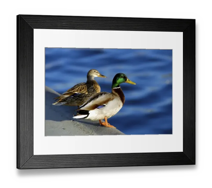 Framed Print : Duck and drake beside the river Spree