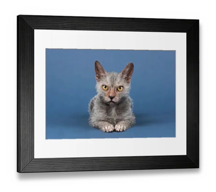 Framed Print : Werewolf Cat or Lykoi Cat (Felis silvestris catus)