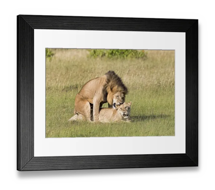 Framed Print : Lions (Panthera leo), mating pair