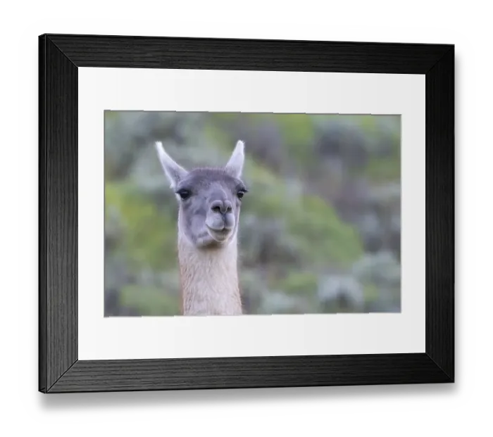 Framed Print : Guanaco (Llama guanicoe), Huanaco