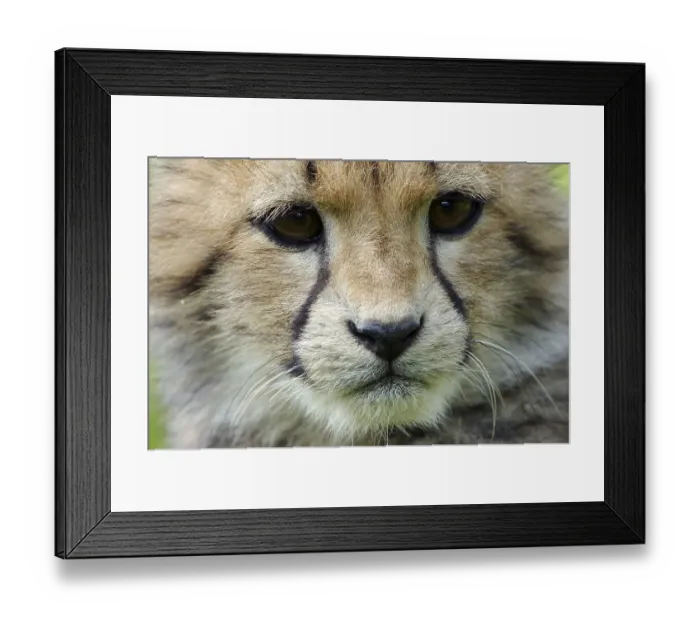 Framed Print : Cheetah, cub (Acinonyx jubatus)