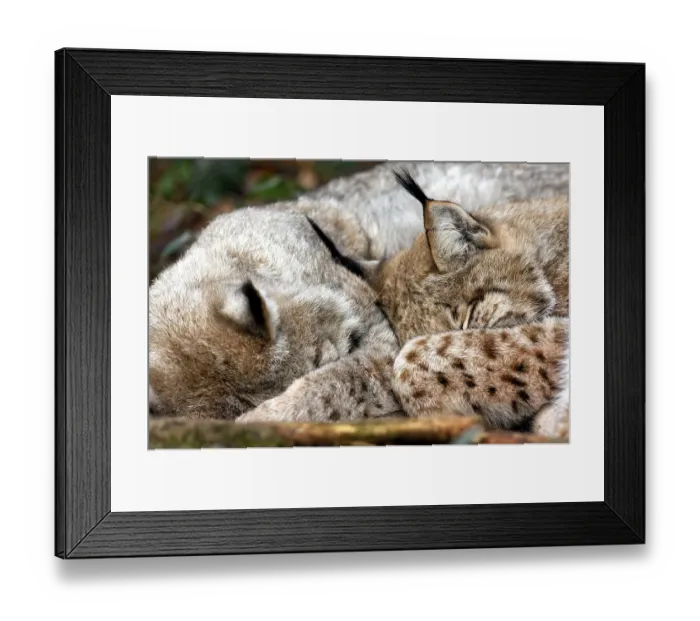 Framed Print : Two sleeping Lynxes