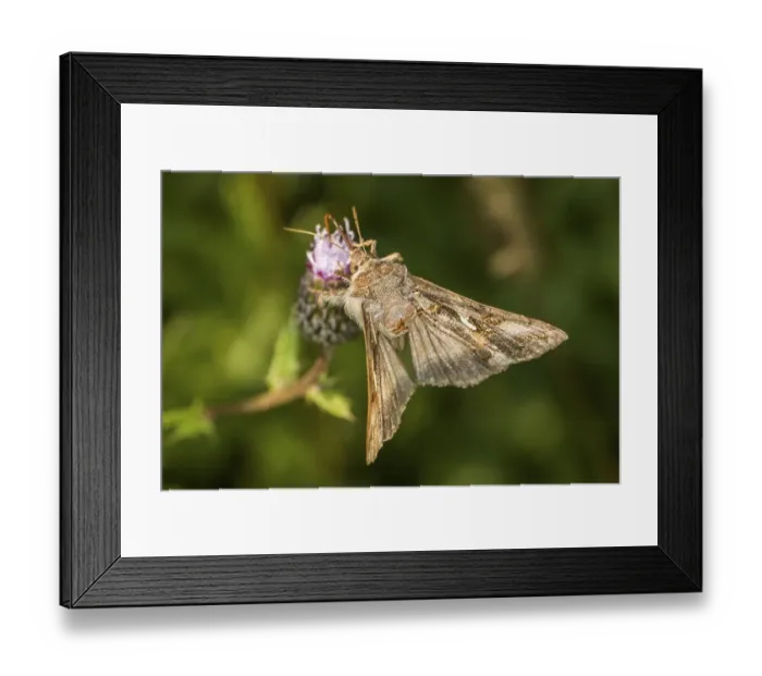 Framed Print : Gamma owl on a flower, A silver Y moth on a flower