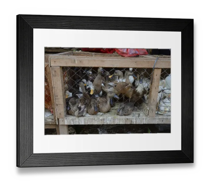 Framed Print : Ducks for sale at a market, Singaraja Framed Print : Ducks for sale at a market, Singaraja