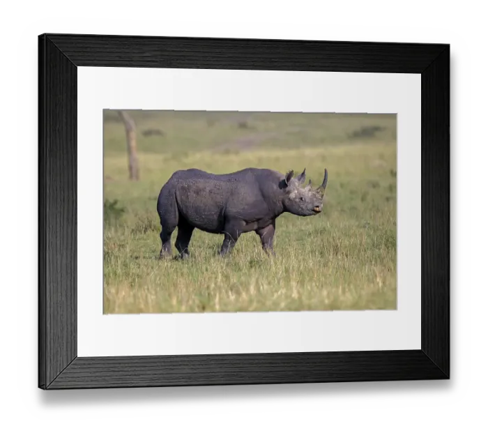 Framed Print : Black rhinoceros (Diceros bicornis) Framed Print : Black rhinoceros (Diceros bicornis)