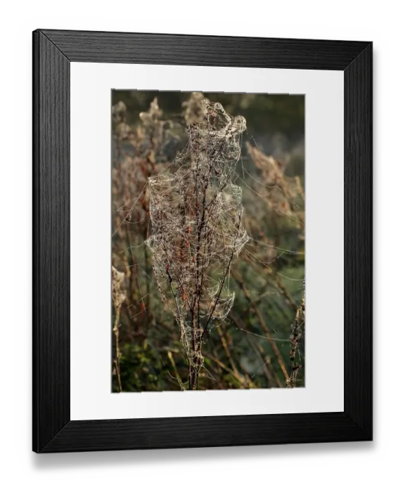 Framed Print : Spiderwebs with dewdrops in the morning light