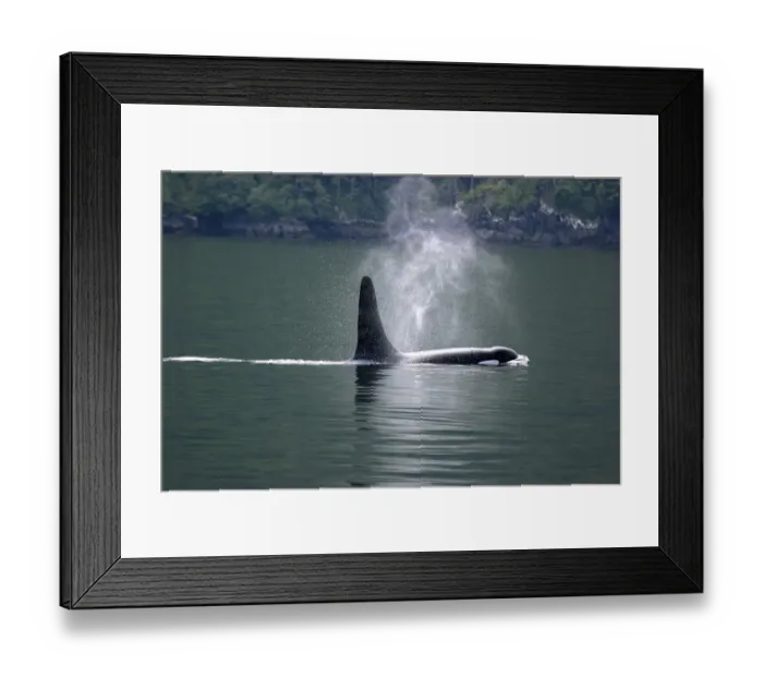 Framed Print : Orca whale blowing steam in the air
