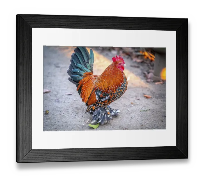 Framed Print : Colourful rooster (Gallus gallus domesticus) with striking plumage on a gravel path
