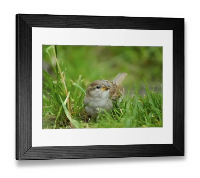 Framed Print : House sparrow (Passer domesticus) family sparrows (Passeridae) - Europe