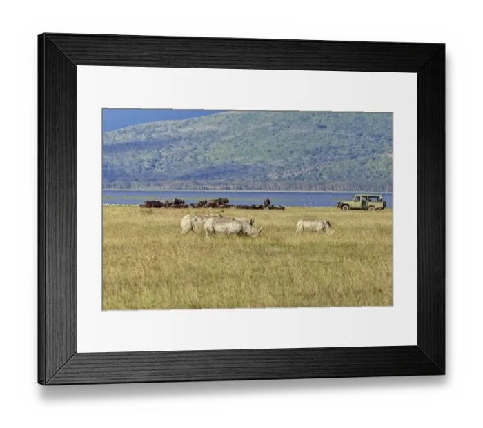 Framed Print : White Rhinoceroses or Square-lipped Rhinoceroses (Ceratotherium simum)