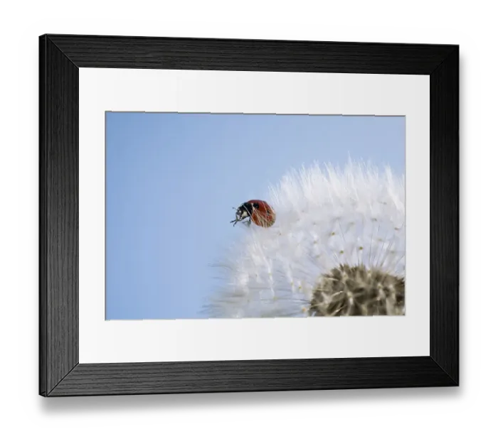 Framed Print : Blow ball (Taraxacum officinale) with ladybird (Coccinellidae)