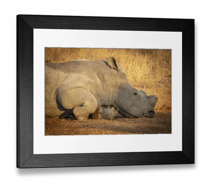 Framed Print : Reclining white rhinoceros (Ceratotherium simum) with sawn-off horn) Framed Print : Reclining white rhinoceros (Ceratotherium simum) with sawn-off horn)