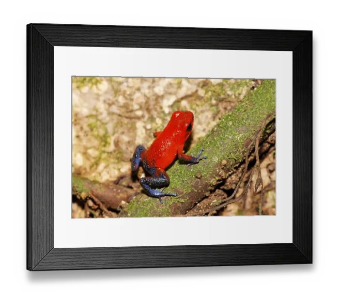 Framed Print : Red and Blue Blue Jeans poison dart frog