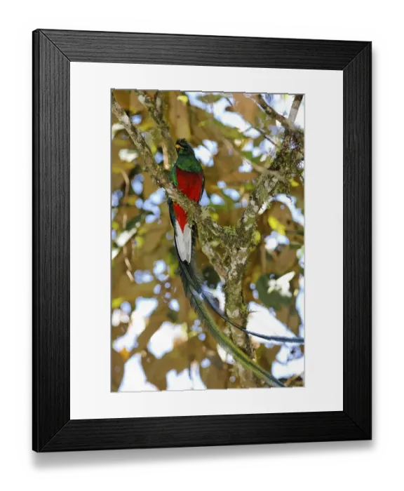 Framed Print : Resplendent Quetzal (Pharomachrus mocinno)