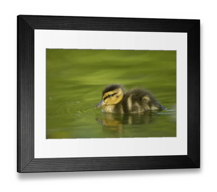 Framed Print : Mallard duckling (Anas plathyrrynchos) Framed Print : Mallard duckling (Anas plathyrrynchos)