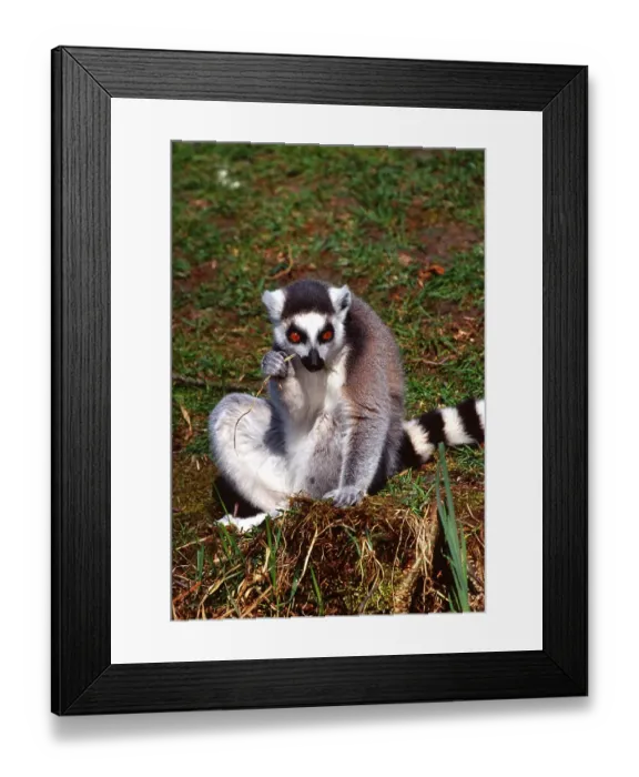Framed Print : Ring tailed lemur
