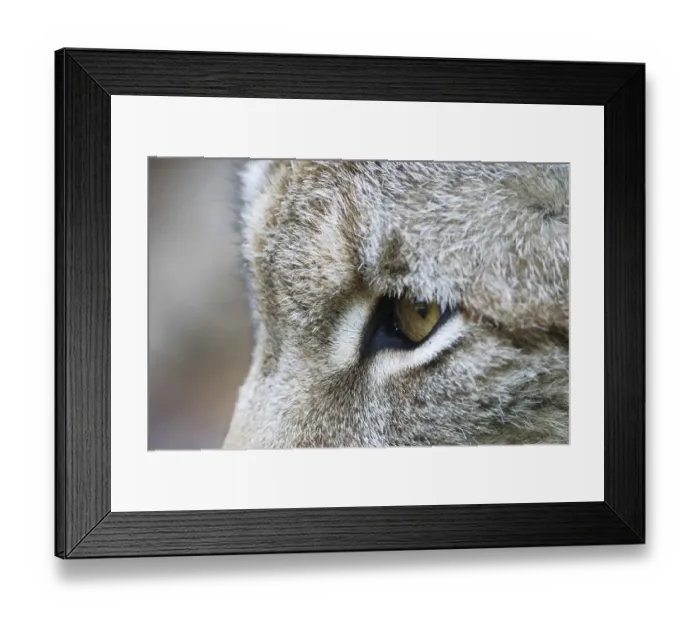 Framed Print : Eye of a european lynx (Lynx lynx), captive