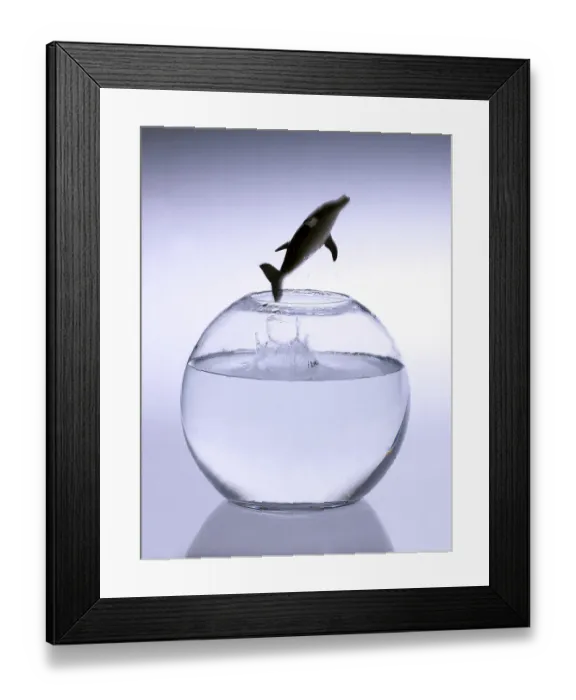 Framed Print : Dolphin jumping out of a bowl Framed Print : Dolphin jumping out of a bowl