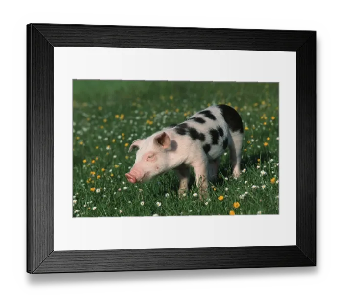 Framed Print : Domestic Pig, piglet