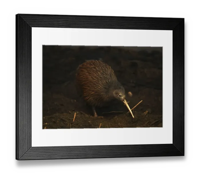 Framed Print : The North Island brown kiwi, Apteryx mantelli Framed Print : The North Island brown kiwi, Apteryx mantelli