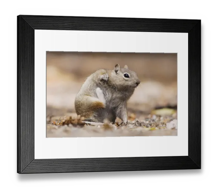 Framed Print : Golden-mantled Ground Squirrel (Spermophilus lateralis) Framed Print : Golden-mantled Ground Squirrel (Spermophilus lateralis)