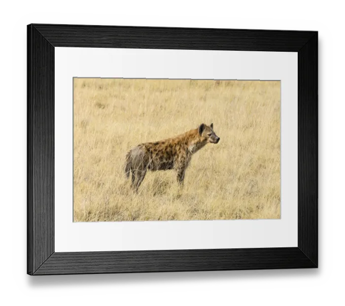 Framed Print : Spotted Hyena (Crocuta crocuta) standing in dry grass