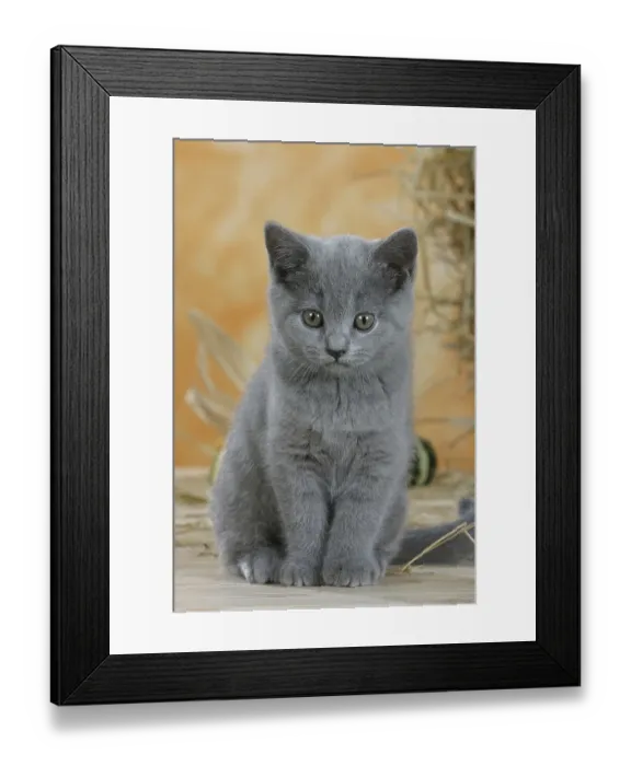 Framed Print : British Shorthair Cat, kitten, blue Framed Print : British Shorthair Cat, kitten, blue