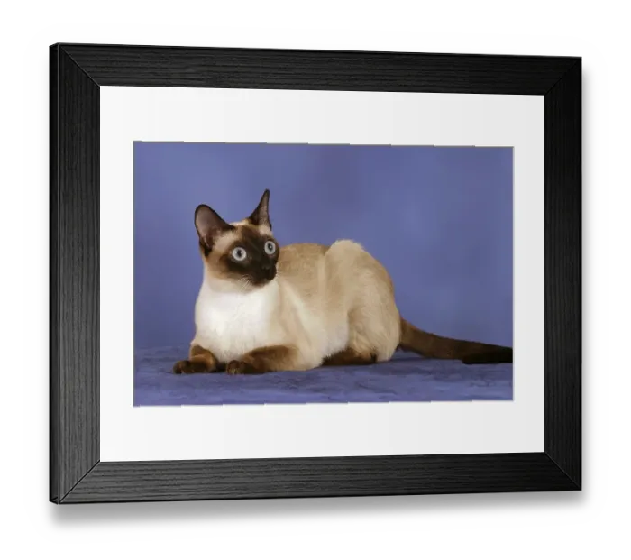 Framed Print : Classic Siamese Cat, seal-point Framed Print : Classic Siamese Cat, seal-point