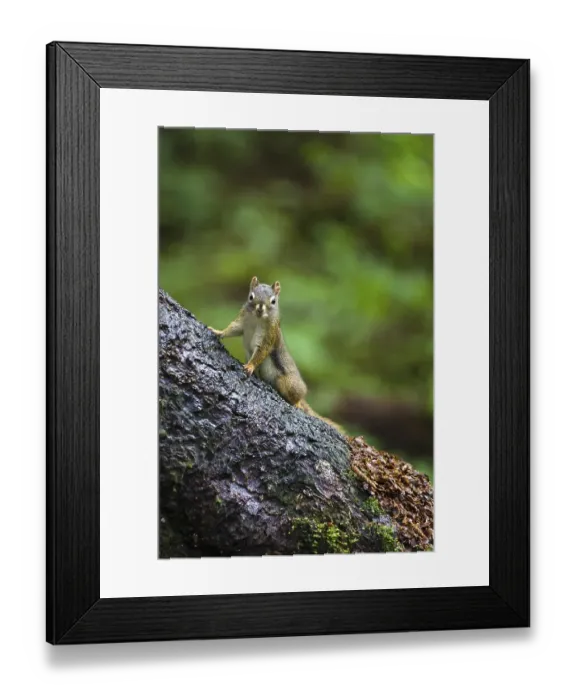 Framed Print : Douglas squirrel (Tamiasciurus douglasii)