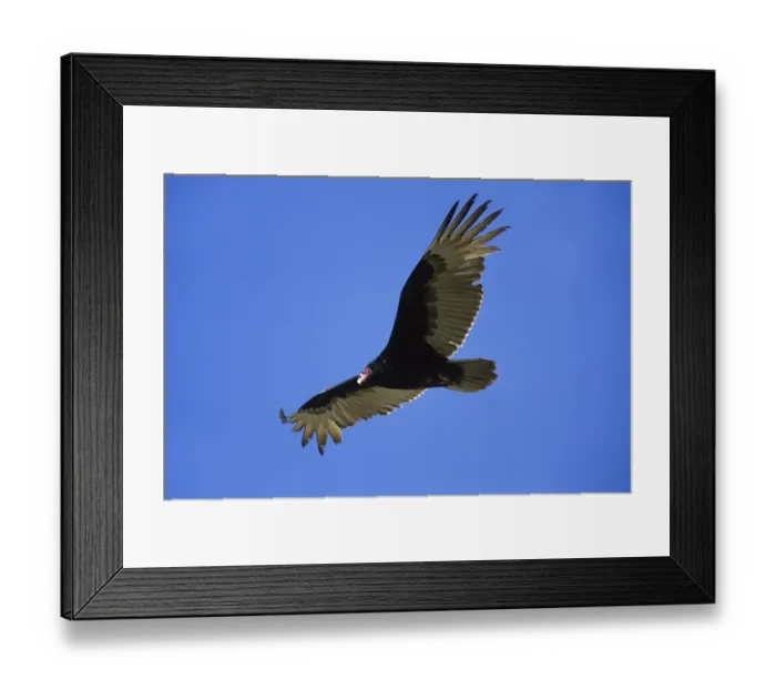 Framed Print : Turkey Vulture (Cathartes aura)