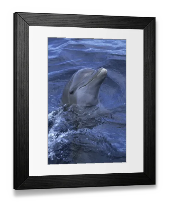 Framed Print : Bottle-nosed Dolphin (Tursiops truncatus) Framed Print : Bottle-nosed Dolphin (Tursiops truncatus)