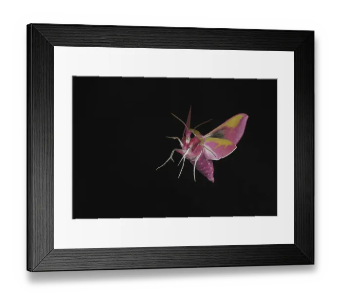 Framed Print : Elephant Hawkmoth (Deilephila elpenor)