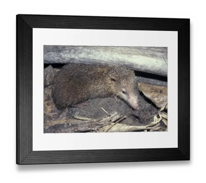 Framed Print : Tail-less Tenrec (Tenrec ecaudatus)