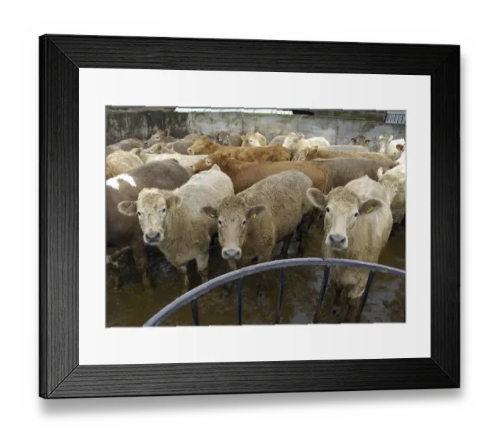 Framed Print : Domestic Cattle (Bos primigenius taurus) Framed Print : Domestic Cattle (Bos primigenius taurus)