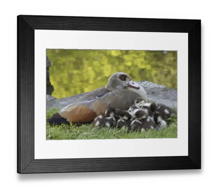 Framed Print : Egyptian Goose (Alopochen aegyptiacus) Framed Print : Egyptian Goose (Alopochen aegyptiacus)