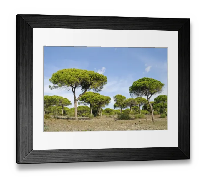 Framed Print : Pine forest, La Brena y Marismas del Barbate Natural Park
