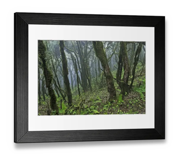 Framed Print : Virgin laurel forest in Garajonay national park Framed Print : Virgin laurel forest in Garajonay national park