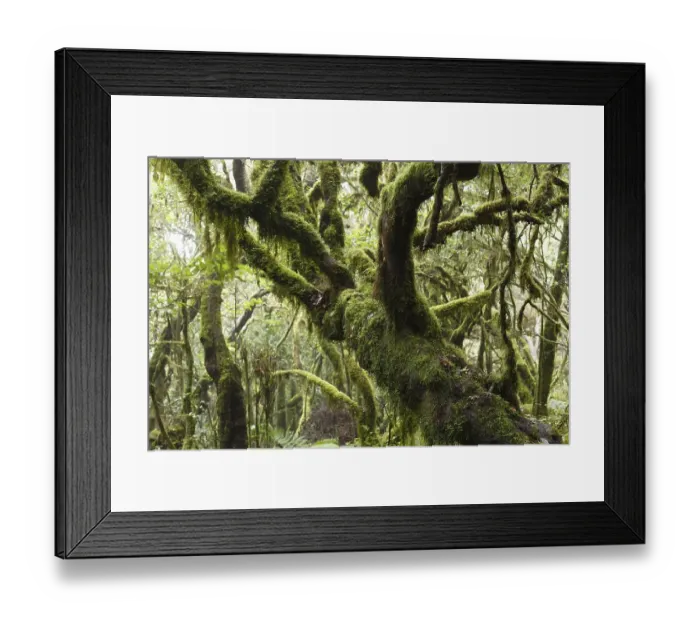 Framed Print : Mossy tree trunks, laurel forest