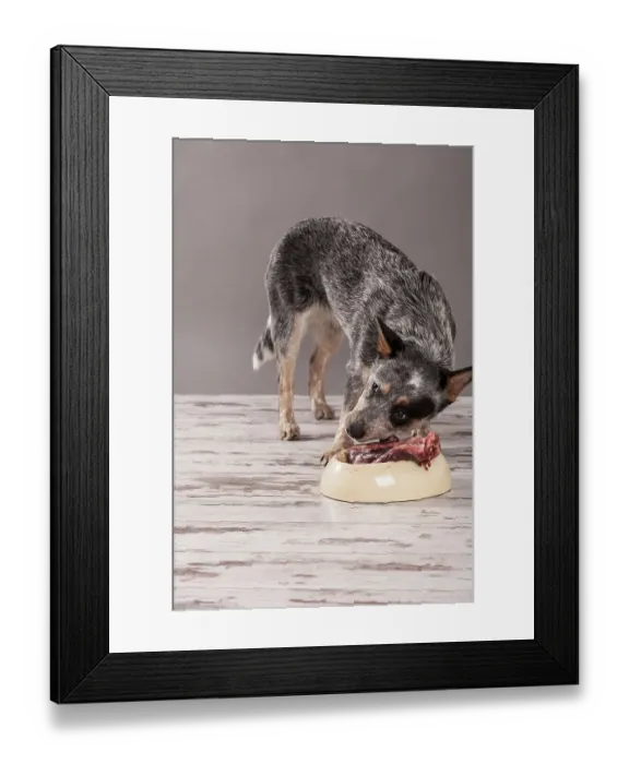 Framed Print : Australian Cattle Dog, young dog eating raw deer meat Framed Print : Australian Cattle Dog, young dog eating raw deer meat
