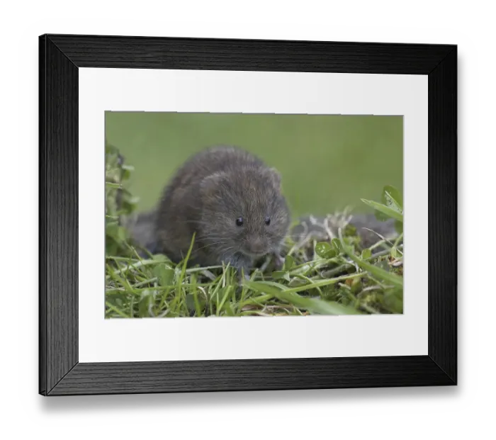 Framed Print : Field Vole (Microtus agrestis)