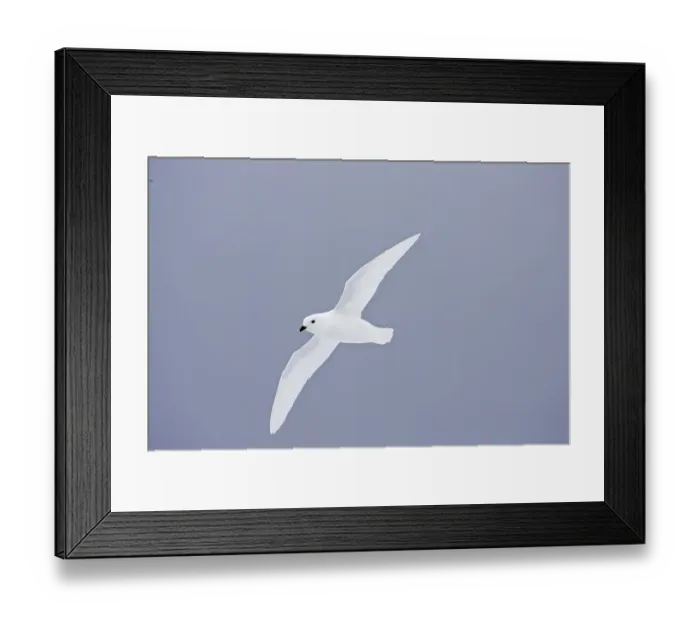 Framed Print : Snow Petrel (Pagodroma nivea), adult Framed Print : Snow Petrel (Pagodroma nivea), adult