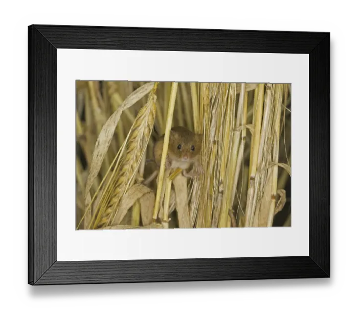 Framed Print : Harvest Mouse (Micromys minutus) Framed Print : Harvest Mouse (Micromys minutus)