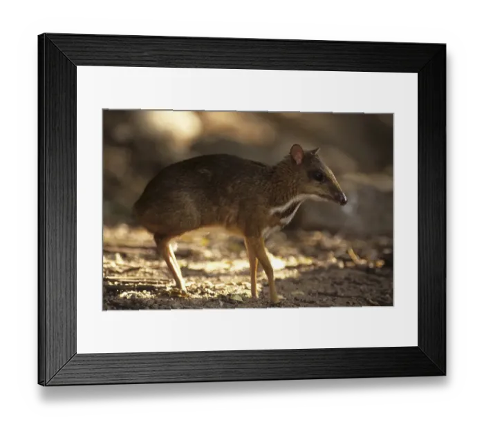 Framed Print : Java Mouse-deer, Lesser Malay Chevrotain (Tragulus javanicus) Framed Print : Java Mouse-deer, Lesser Malay Chevrotain (Tragulus javanicus)