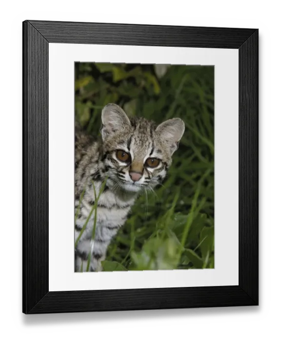 Framed Print : Little Spotted Cat (Leopardus tigrinus) Framed Print : Little Spotted Cat (Leopardus tigrinus)
