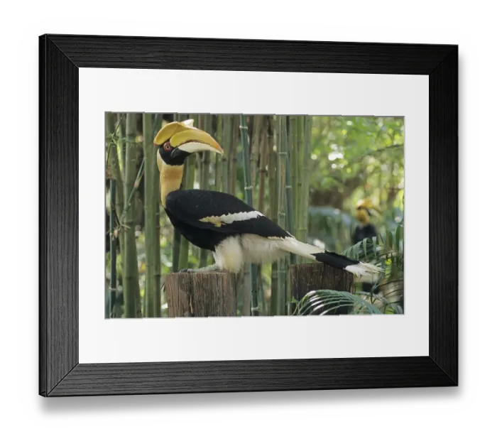 Framed Print : Great Indian Hornbill (Buceros bicornis) Framed Print : Great Indian Hornbill (Buceros bicornis)