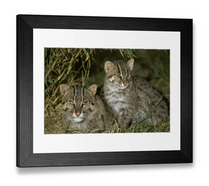 Framed Print : Fishing Cat (Felis viverrina), adult lying with young